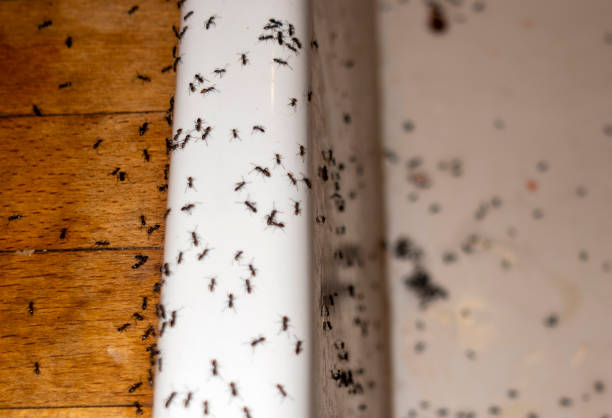 Best Pest Control Near Me in Monticello, GA