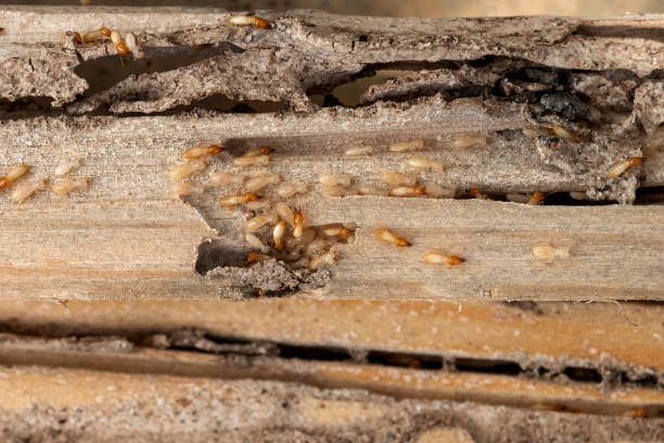 Best Best Pest Control Companies  in Monticello, GA